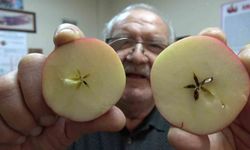 Misket elma yok satıyor: Taklitlerinden yıldız testiyle ayırt ediliyor