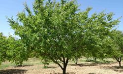 MTÜ'den dünya çapında akademik başarı