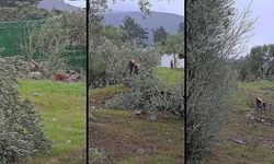 Muğla'da 'zeytin kesim' tartışmasına, valilik soruşturma başlattı
