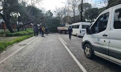 Nazilli'de fırtınayla devrilen dev çam ağacı karayolunu trafiğe kapadı
