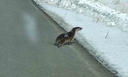 Nesli tehlikede olan su samuru yolunu kaybetti, kara yoluna indi