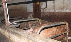 Ordu'da ahır yangını: 27 büyükbaş hayvan telef oldu