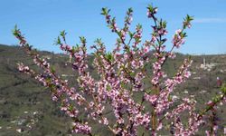 Ordu'da yalancı bahar: Meyve ağaçları kışın çiçek açtı
