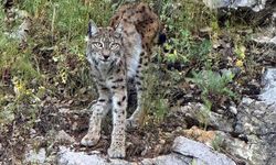 'Ormanın hayaleti' vaşak Kemaliye'de görüntülendi