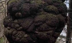 Ormanın kalbindeki ağaç yumrusu görenleri hayrete düşürdü