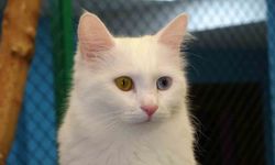 Prof. Dr. Kaya: 'Kediler hayatımızın ayrılmaz bir parçasıdır'