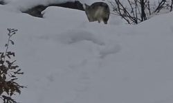 Pülümür Vadisi'nde yiyecek arayan kurt kamerada