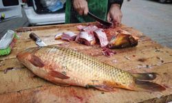 Ramazan ayında sazan balığına ilgi