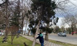 Rüzgardan devrilen ağaçlar temizleniyor