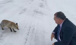 Sahara Geçidi'nde karşılaştığı tilkiye yiyecek verdi