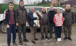 Sahil kenarında bulunan kuğu koruma altına alındı