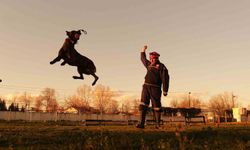 Sakarya itfaiyesinin eğitimli köpekleri operasyonlar için hazır kıta bekliyor