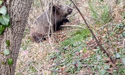 Samsun'da avcıların sezon finali: 3 domuz avlandı