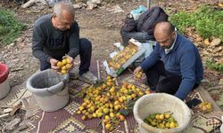 Sarı altın erken geldi: Yenidünya mart ayını beklemedi