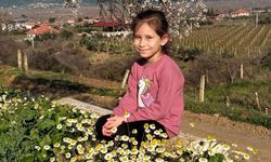 Sarıgöl'de bademler çiçek açtı papatyalar tarlaları süsledi