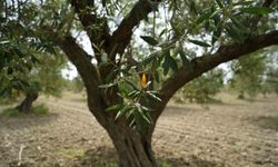 Saruhanlı'da halkalı leke alarmı
