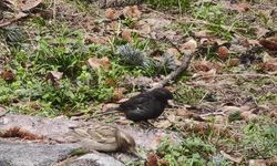 Serçe sürüsünün arasında gördüler, ismini 'Kömür' koydular