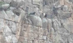 Siirt'te kayalıklarda 4 gündür mahsur kalan 2 keçi kurtarıldı