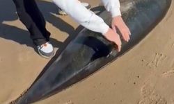 Şile'de ölü yunus kıyıya vurdu