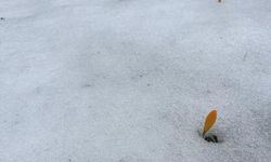 Simav Gölcük Yaylası'nda karda açan çiğdemler ilgi görüyor