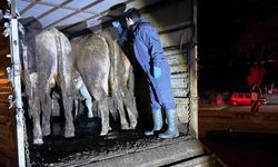 Simav'da hayvan hareketlerine yönelik yol kontrolü