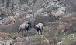 Sincik boğazına dağ keçileri indi