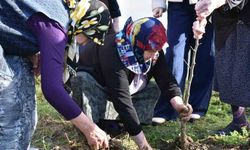 Sinop'ta kuşaklar arası gönül köprüsü fidanlarla kuruldu