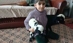 Soğuk hava kuzuları eve taşıdı: Elazığ'da yeni doğan kuzular biberonla besleniyor