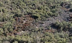 Sosyal medyada paylaşıldı, Tuzla'daki geyikler ilgi odağı oldu