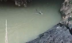 Su samuru balık avlarken görüntülendi