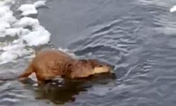 Su samuru, buz üstünde balık yerken görüntülendi