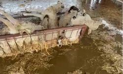 Sular altında kalan hayvan damındaki koyunlar telef oldu
