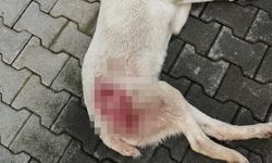 Tavuk kovaladı diye tüfekle vurulan köpek öldü