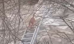 Turgutlu'da derede mahsur kalan köpek kurtarıldı