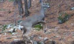 Uludağ'da fotokapana yakalanan karacanın sevimli halleri