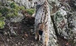 Yaban hayatında nadir görüntü: Artvin'de dağların zirvesinde gebe vaşak kamerada