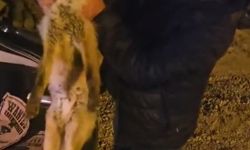 Yaralı tilki için seferber oldu