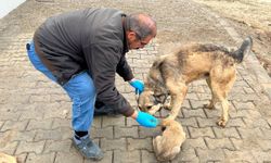 Yemek artıkları mamaya dönüşüyor