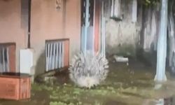 Yenipazar'da nesli tükenmekte olan oklu kirpi kameraya yansıdı