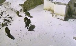 Yiyecek arayan domuz sürüsü köye indi