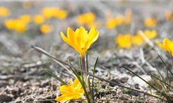 Yozgat'ta bu yıl çiğdemler baharı erkenden müjdeledi