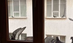 Yürekleri ısıtan davranış: Minik öğrenciden kuşlara ekmek