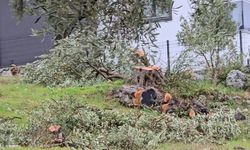 Zeytin ağaçlarını kesen ve görevinden istifa eden CHP'li başkana 36 bin 762 lira para cezası
