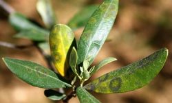 Zeytinde halkalı leke hastalığı ile mücadele çağrısı