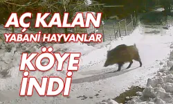 Köye inen aç kalan yabani hayvanlar güvenlik kameralarına yakalandı