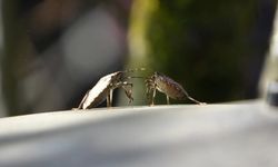 Doğu Karadeniz'de üçlü istilacı tür tarımı tehdit ediyor