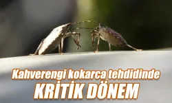 Kahverengi kokarca tehdidinde kritik dönem