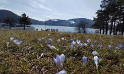 Abant'ta karların ardından bahar manzarası