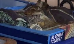 Aç kalan anne su samuru ve yavruları Gemlik'te tekneye sığındı