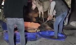 Adana'da kasası eşek dolu kamyonet yola devrildi